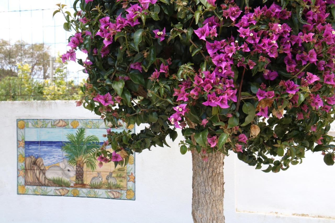 Pine Tree Apartments - Praia Da Coelha - البوفيرا المظهر الخارجي الصورة